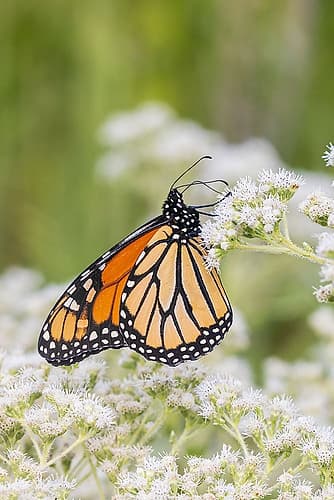 Monarch on Common Boneset-Marion County-Illinois Nature Print